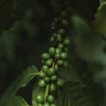 New Species of Coffee Discovered